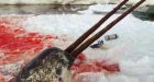 Feds seek resolution to narwhal tusk trade ban