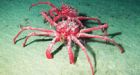 King crabs invade Antarctic waters