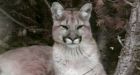 Police urge caution after cougar sightings