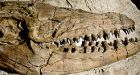 Dino fossils unravel prehistoric puzzle