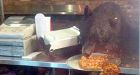 Bear gobbles up pies at B.C. pizza joint