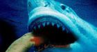 PETA ad calls shark attack 'payback'