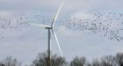 Wind project threatens birds, green group warns