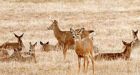 Deer kills N.B. farmer with repeated antler blows