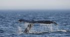 Software aims to stop whale crashes