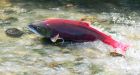 Wild B.C. salmon test positive for 'lethal' virus