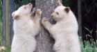 White bear cubs risk being shot in B.C. town