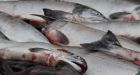 Infectious salmon virus suspected in B.C. again