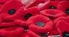 North Bay police on lookout for poppy box thief