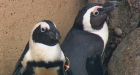 Toronto Zoo mulls separating male penguin couple