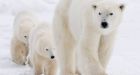 Polar bear declared 'species of special concern'