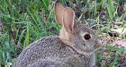 Man loses bid to save Canmore bunnies; Hope remains