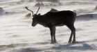 Scientists find herd of 'lost' caribou in Saskatchewan  