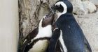 Gay penguins no more: Buddy and Pedro find female partners, zookeeper says