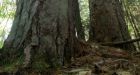 Ontario breaks Temagami pledge