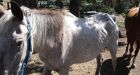 SPCA slams legal 'loophole' in case of hanged horse