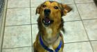 SPCA rescues puppy with collar embedded in deep wound