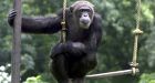 Science group says chimps shouldn't be used for research