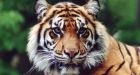 Female Sumatran tiger dies after fight with male at Toronto Zoo