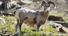 Bighorn sheep killed on sacred ground