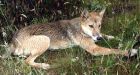 Whether dingo ate baby may be proven at inquiry