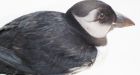 Lost puffin found 1,000 km away in downtown Montreal