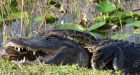 Huge pythons wiping out mammals in Everglades