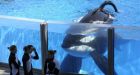 Killer whales the plaintiffs in 'slavery' lawsuit
