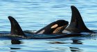 B.C. killer whale habitat protection ruled a legal duty