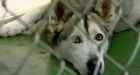 Pet husky that killed newborn baby was trained