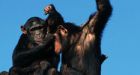 Chimps and Bees Do It, But Is Democracy Natural? : Discovery News