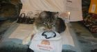 Canadian rockers aid three-legged cat