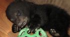 Rescued bear cub a celebrity in Manitoba