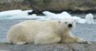 Newfoundland RCMP warns residents over polar bears again