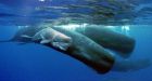 UBC discovery good news for perfume makers, whales
