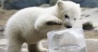 Shore ice results in Newfoundland polar bear sightings