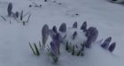 Spring snowstorm strikes the East