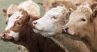 Curb on antibiotics in animals urged