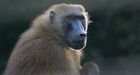 Baboons can learn reading skills