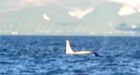 Scientists spot all-white orca whale in wild
