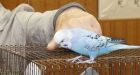 Lost budgie taken home after it recites entire address
