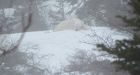Napping polar bear captivates Newfoundland town