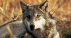 Wolf found in New Brunswick for first time in 150 years