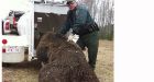 Two problem grizzly bears trapped near Sundre, Alberta