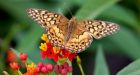 Canada's butterfly migration is largest on record
