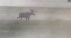 Rapid Climate Changes Turn North Woods into Moose Graveyard: Scientific American