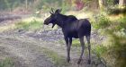 Students tricked into eating moose poop by school staff
