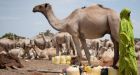 Somali Islamists offer 10 camels as bounty for Obama
