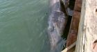 Giant shark draws big crowd to N.B. wharf