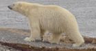 Newfoundland man charged with killing polar bear